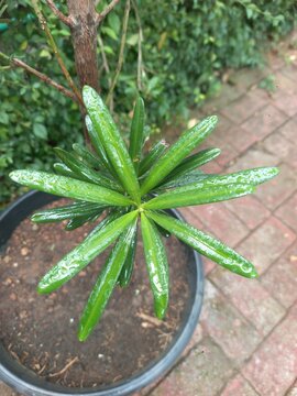 Top view of Podocarpus costalis or Lohansung leaves with water drops in a pot