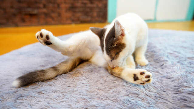 Munchkin Cat Grooming Its Fur Close-up