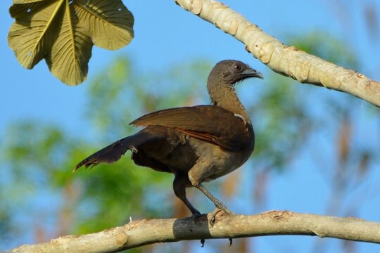 Wild gray-headed chachalaca bird perched on a thick tree branch in the canopy, Gamboa, Panama