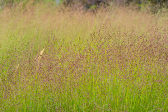 Fine purple-tinged panicles of ornamental moor grass rise above bright green blades in soft daylight. The abstract close-up highlights the delicate texture of a naturalistic meadow planting.