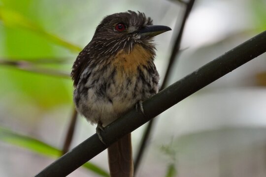 Wild white-whiskered puffbird with prominent red eyes perched on a thin bamboo branch, Gamboa, Panama