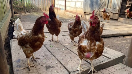 Free range brown hens in a rustic backyard chicken coop © AnastasiiaAkh