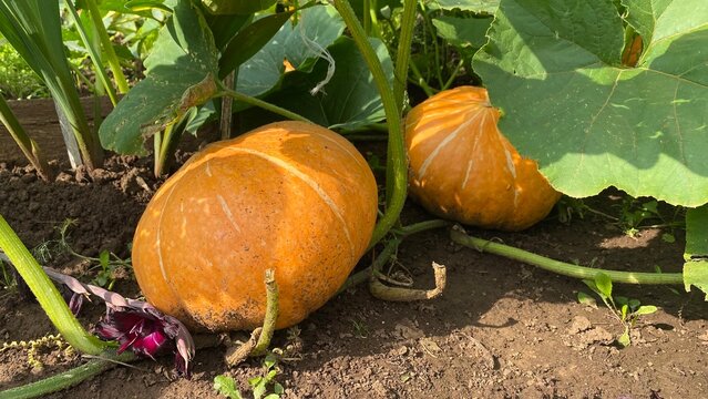 Ripe orange pumpkins growing on vines in a summer vegetable garden