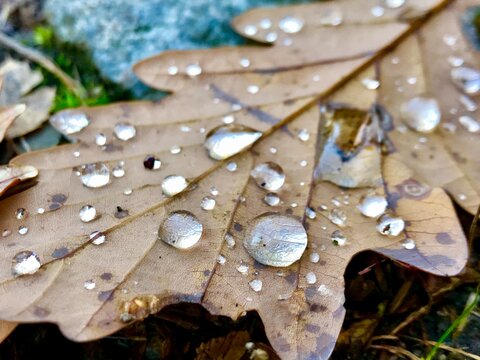Close-up of an autumn oak leaf lying naturally on the ground in Switzerland, covered with numerous large and clearly visible raindrops. Detailed Leaf structure and contrasting water droplets.
