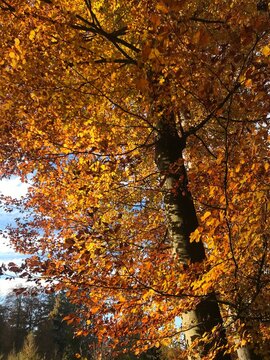 Beautiful autumn forest in Switzerland with dense deciduous trees displaying vibrant yellow and orange foliage in brilliant sunshine. Warm autumn colors, abundant leaves and bright natural sunlight.