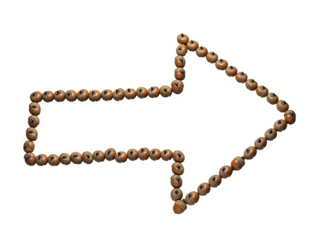 Brown Acorns Arranged in a Right-Pointing Arrow Shape, PNG Transparent Background