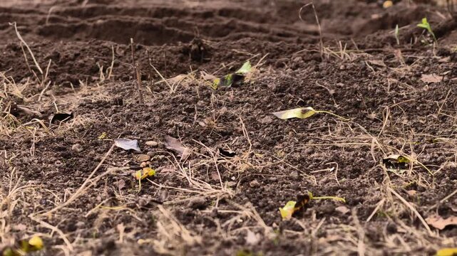 Close-up of cultivator tilling soil in agricultural field. Farm machinery loosening earth for planting. Agricultural equipment working the ground.