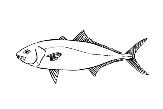 Japanese amberjack hand-drawn brush pen line art illustration