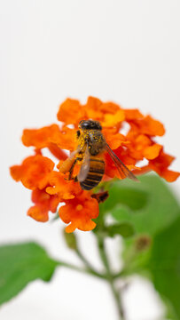 Macro photograph of honeybee covered in pollen pollinating orange Lantana flower isolated on white background