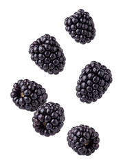 Falling blackberries isolated on transparent background © Png Stock Pro