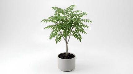 Obraz premium Minimalist green houseplant in a white ceramic pot on a white background.