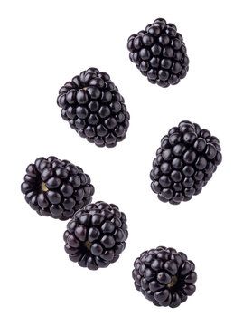 Falling blackberries isolated on transparent background