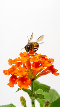 Macro photograph of honeybee covered in pollen pollinating orange Lantana flower isolated on white background