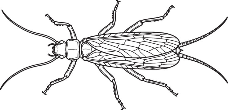 Flat Stonefly Top View Line Art Illustration with Folded Wings