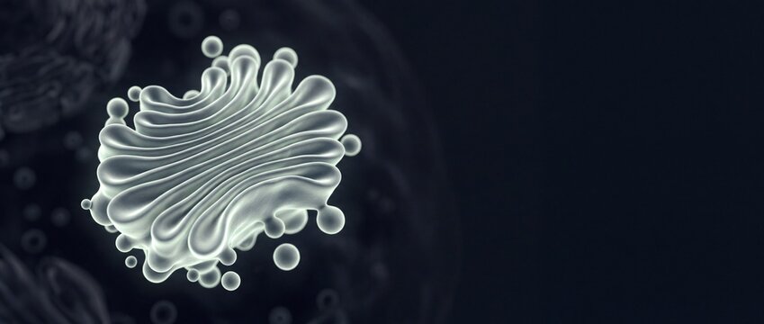 Golgi apparatus in a cell, detailed 3d rendering, biology background for education.