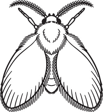 Heart Shaped Drain Fly Top View Line Art Outline Illustration
