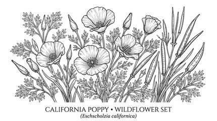 Naklejka premium Very beautiful black and white realistic vector set of California Poppy (Eschscholzia californica) featuring meadow plants, leaves, buds, open flowers, and seed pods, CALIFORNIA POPPY • WILDFLOWER SET
