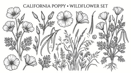 Naklejka premium Very beautiful black and white realistic vector set of California Poppy (Eschscholzia californica) featuring meadow plants, leaves, buds, open flowers, and seed pods, CALIFORNIA POPPY • WILDFLOWER SET