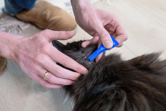 Person applying flea and tick treatment to a black cat at home