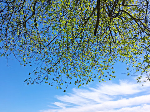 Spring tree canopy with fresh green leaves against clear blue sky and wispy clouds.