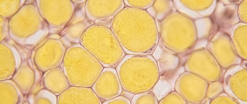 Adipose fat cells close up view under microscope showing yellow lipid storage in hexagonal patterns.