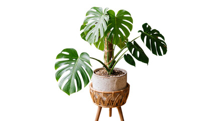 Monstera deliciosa houseplant in ceramic pot, tropical Swiss cheese plant on wooden stand, lush green indoor foliage decor isolated PNG with Transparent Background © Shahways
