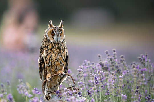 Long-eared owl (Asio otus) perched on an old metal can in a blooming lavender field. Beautiful bird of prey with bright orange eyes sitting among purple flowers in natural habitat.