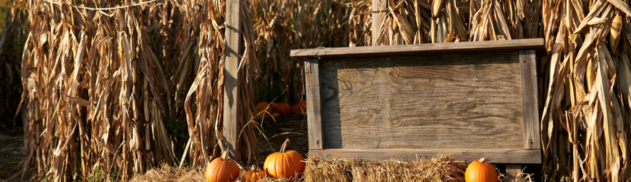 Rustic wooden sign with pumpkins in a cornfield  