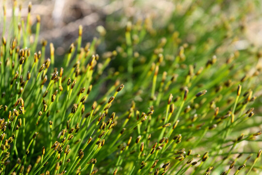 Wild Rush Plants Growing on the Norwegian Coast