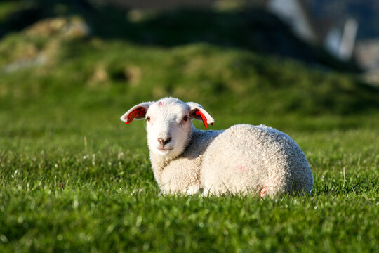Young Lamb Resting in Green Pasture