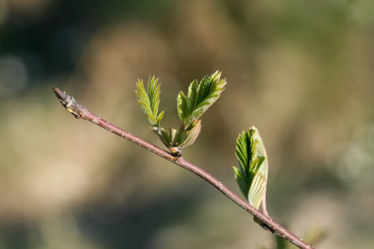 Young Rowan Leaves Emerging in Spring in Norway