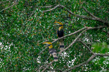 The bill and large hump are yellow. The face is black. The throat is white or yellowish-white. The body is black. The wings are black with a wide yellow stripe running down the middle of the wings. © Pluto Mc