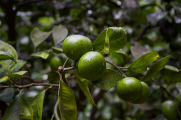 Close-up of fresh limes on the branch after rain © Valentina