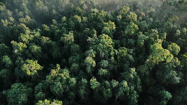 Aerial drone flies over misty dense forest canopy during sunrise with winding river below