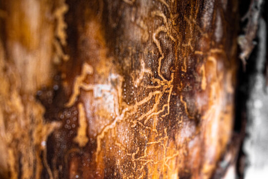 Natural Patterns Created by Bark Beetle Larvae in Wood