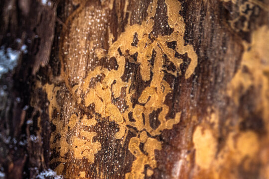 Close Up of Insect Galleries Under Tree Bark