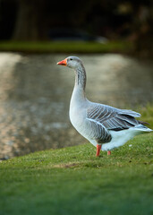 goose in the park © Alex