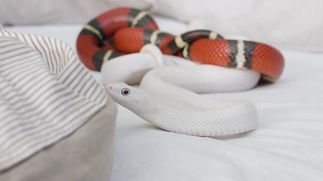 Two pet corn snakes, one albino white and one red, black, and white, resting on a white blanket indoors