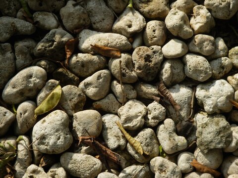 Top-down view of light porous pebbles mixed with dry autumn leaves illuminated by sunlight, offering a natural textured background