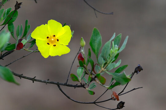 Yellow rock rose // Gelbe Steinrose, Gelbe Zistrose (Cistus halimifolius / Halimium halimifolium) - El Acebuche, Do&ntilde;ana National Park, Spain