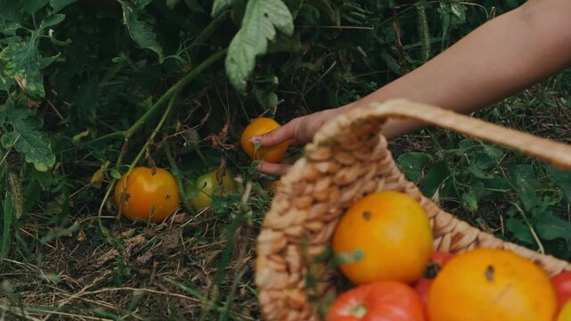 hands gather ripe yellow tomato from low vine and place into woven basket beside red and yellow fruit in