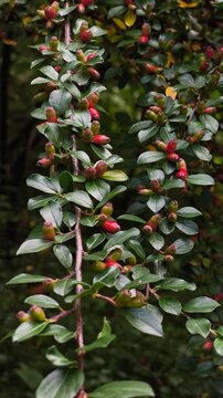 Dense Cotoneaster shrub with small glossy green leaves and ripening orange-red berries growing in a sunlit mountain landscape environment.