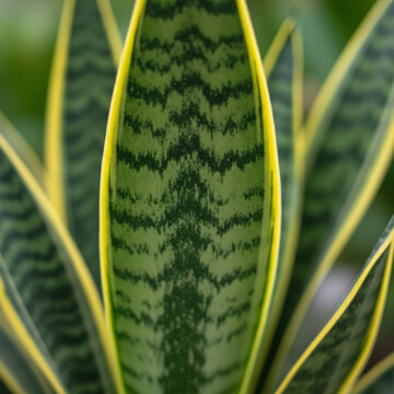 Snake plant leaves featuring green variegated patterns and bright yellow margins for indoor botanical home decor