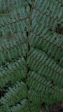 Detailed of green leaves. The vibrant green, feathery leaves showcase an intricate, lace-like pattern. backgrounds. vertical, potrait. eco, ecology, ecosystem, environment