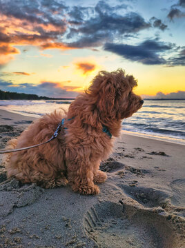 Maltipoo puppy at the beach with summer sunset. Poland