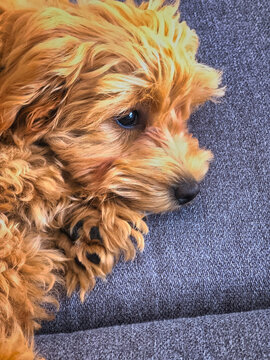 Maltipoo puppy lying on the couch at home.