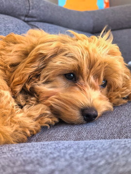 Maltipoo puppy lying on the couch at home.
