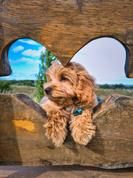 A maltipoo puppy poses on a heart-shaped cutout bench.
