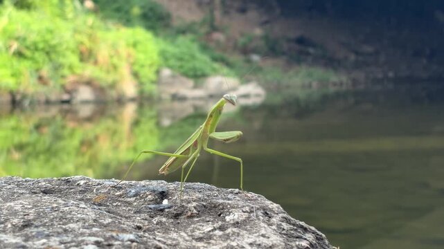 Macro footage of a wild green praying mantis observing its surroundings on a river rock, highlighting urban biodiversity and a healthy ecosystem 사마귀