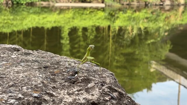 Close up b-roll of a praying mantis turning its head on a rock, showcasing predatory insect behavior and natural pest control